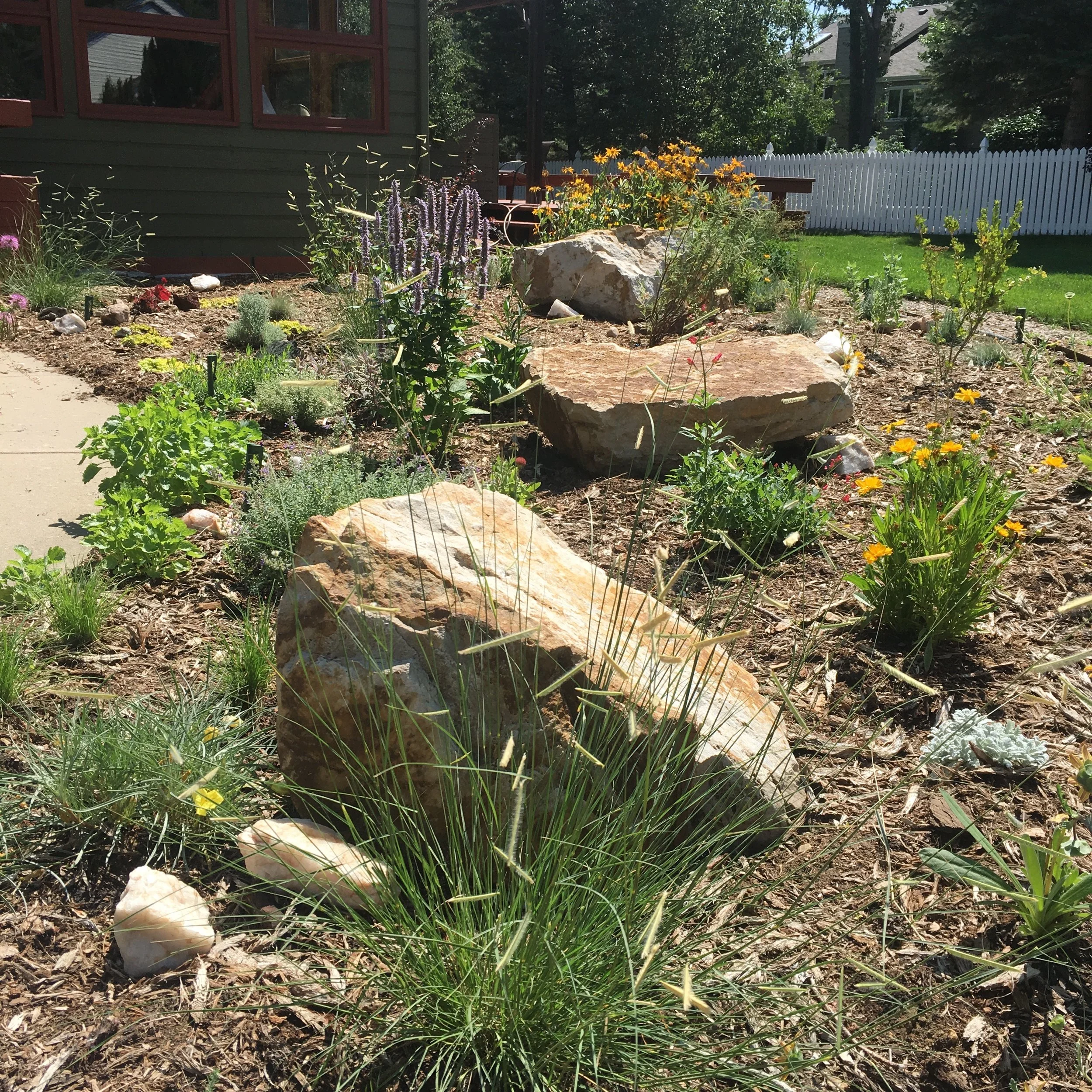 Gunbarrel home months after installation--Anise Hyssop (Agastache foeniculum) in full bloom among many other medicinal species.