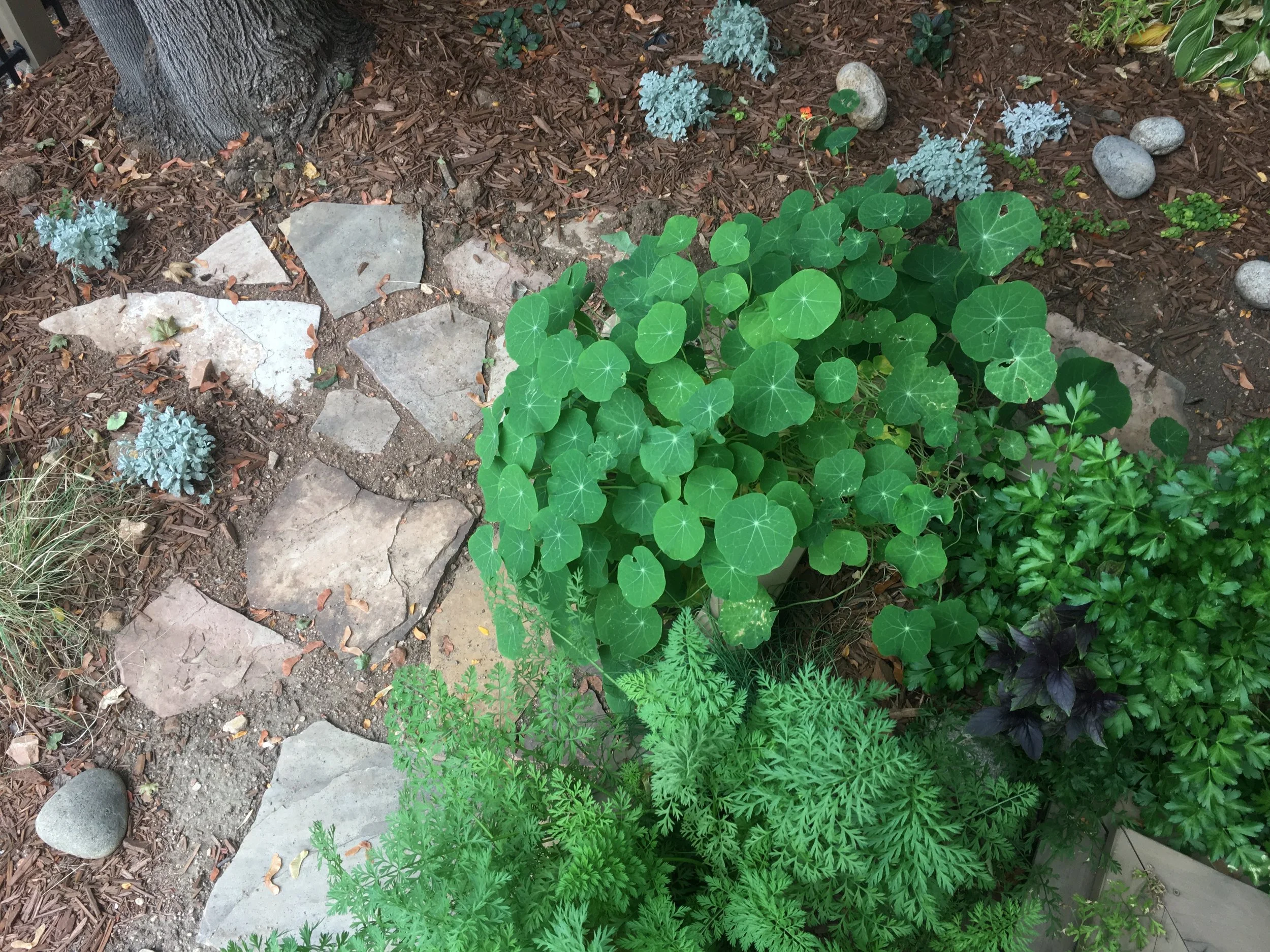 North Boulder home: Where the xeriscape meets the vegetable garden. Photo taken months after install--nasturtium, carrots, and parsley growing prolifically!
