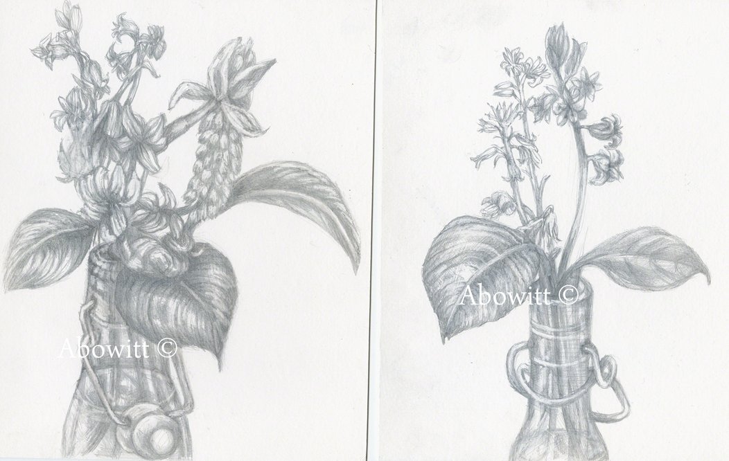 Two Flower Drawings