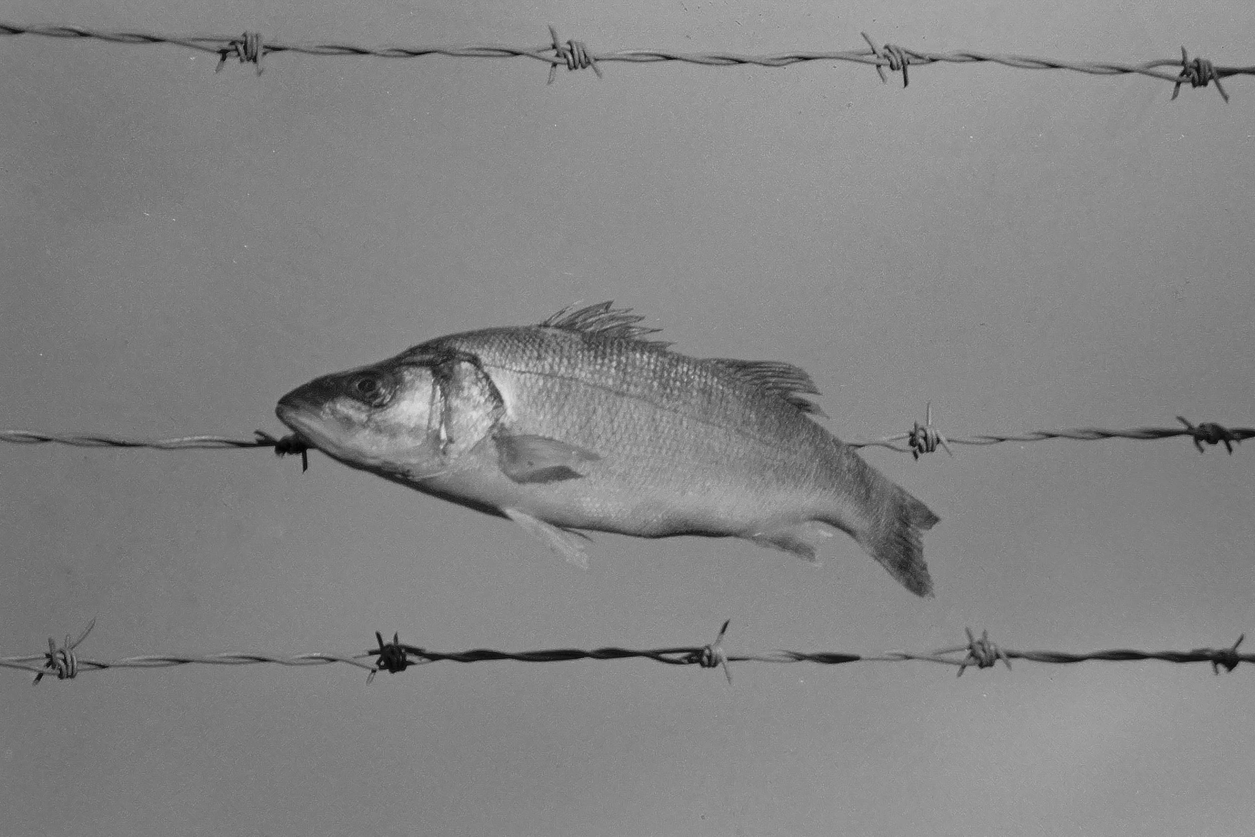 fishwire.jpg