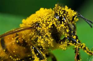 pollenbee.jpg