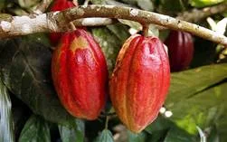 cocoaplant.jpg