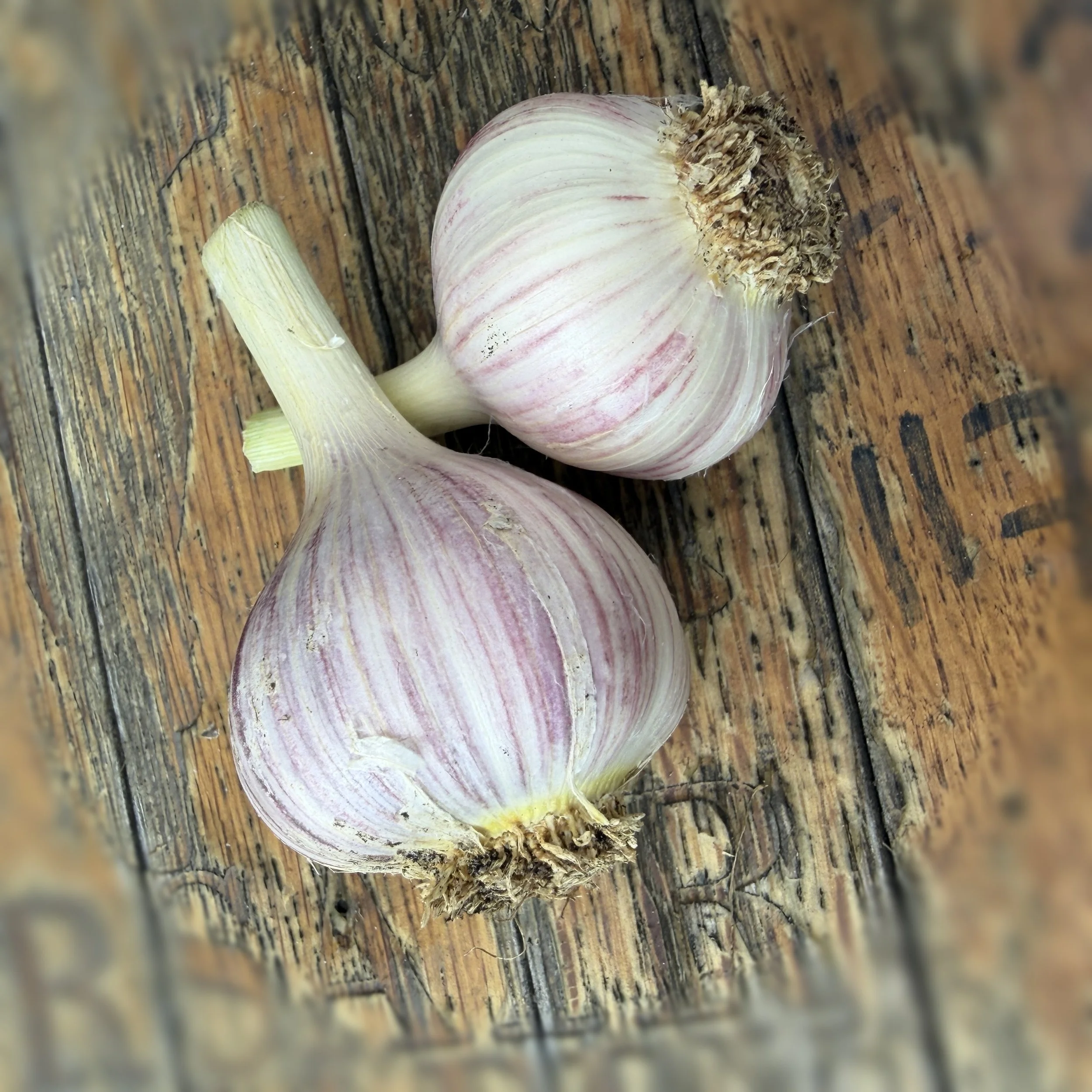 The Chesnok Red Hardneck Garlic