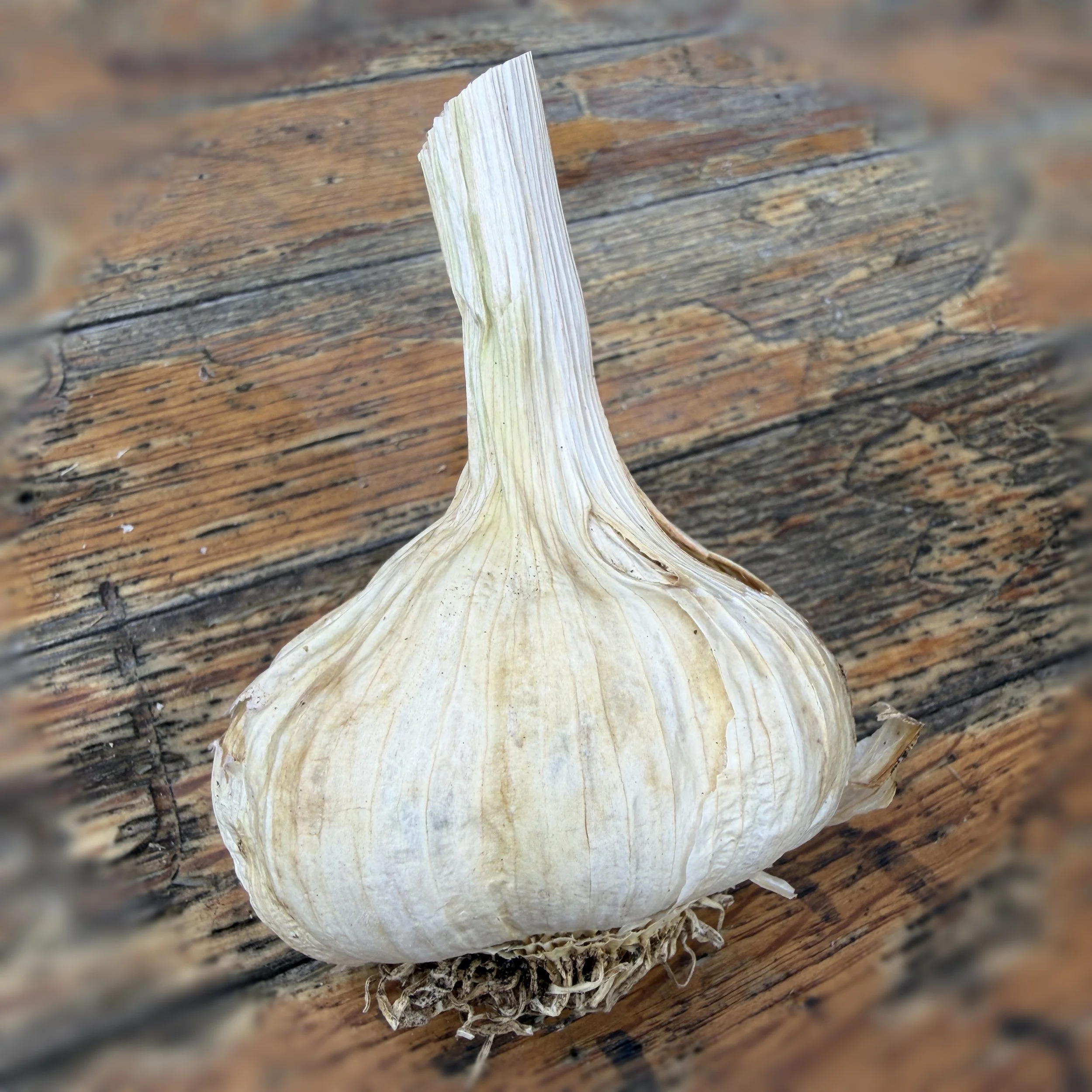 Nootka Rose Softneck Garlic