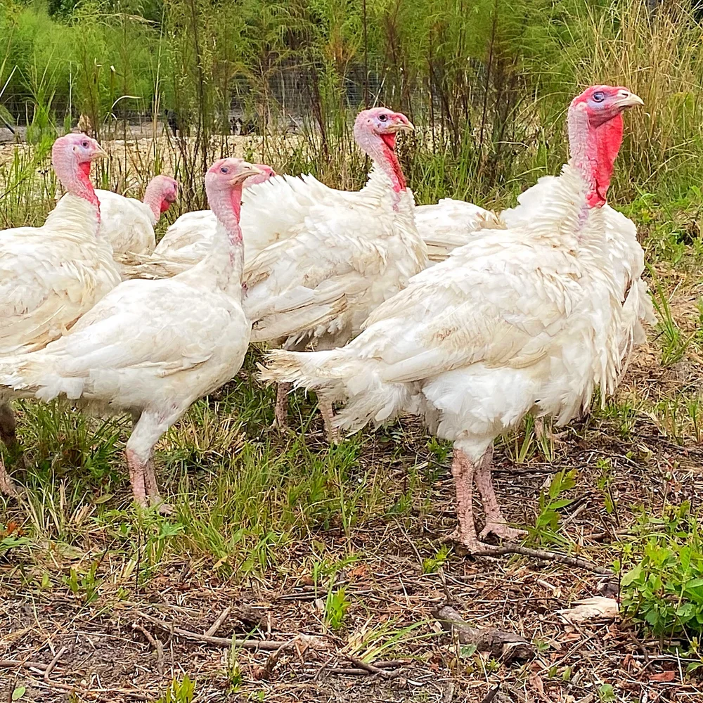 Poultry — R and R Acres