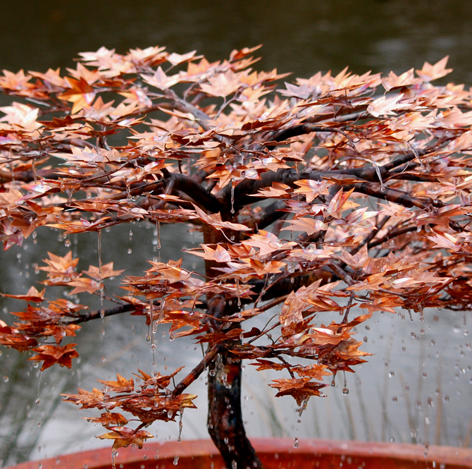 japanese-maple-close-copper-tree-water-feature-malibu-fountains.jpg