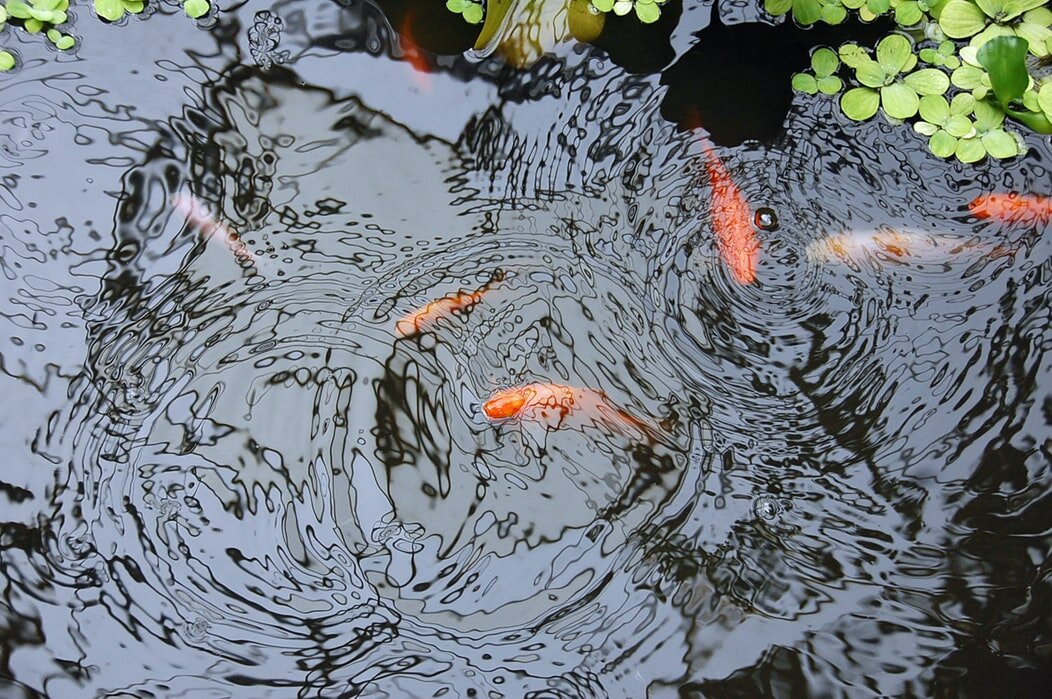 How To Clean A Pond