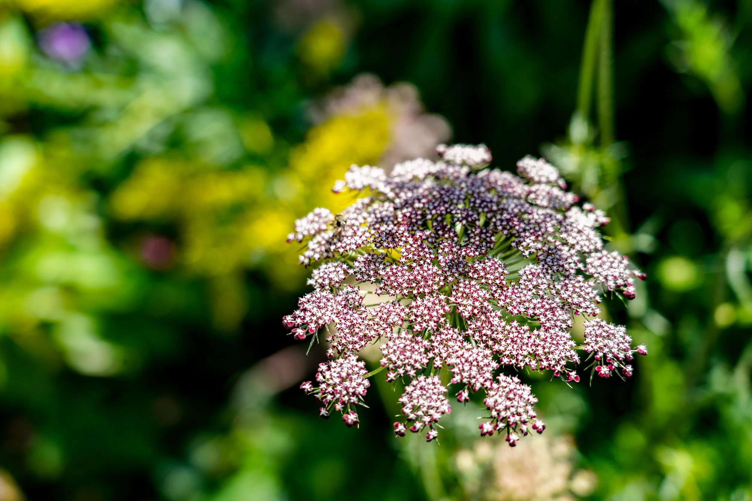 Cuxa Cloister garden flower