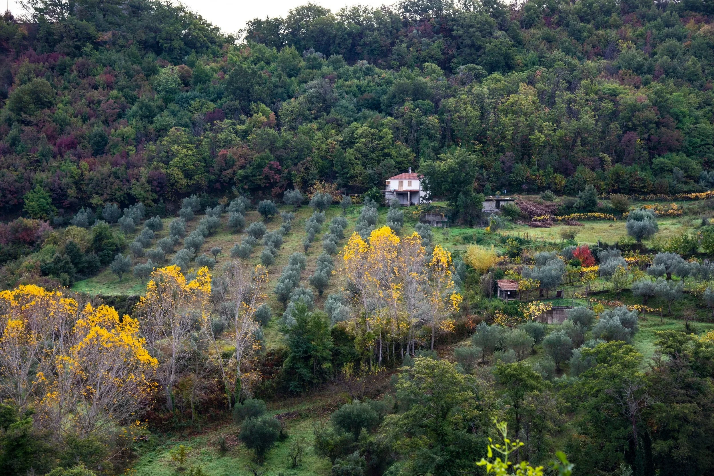 Carolea is the oldest and most representative regional variety of olive in Calabria, producing the Calabrian olive oil which is referred to as "green gold" due to its deep color. 