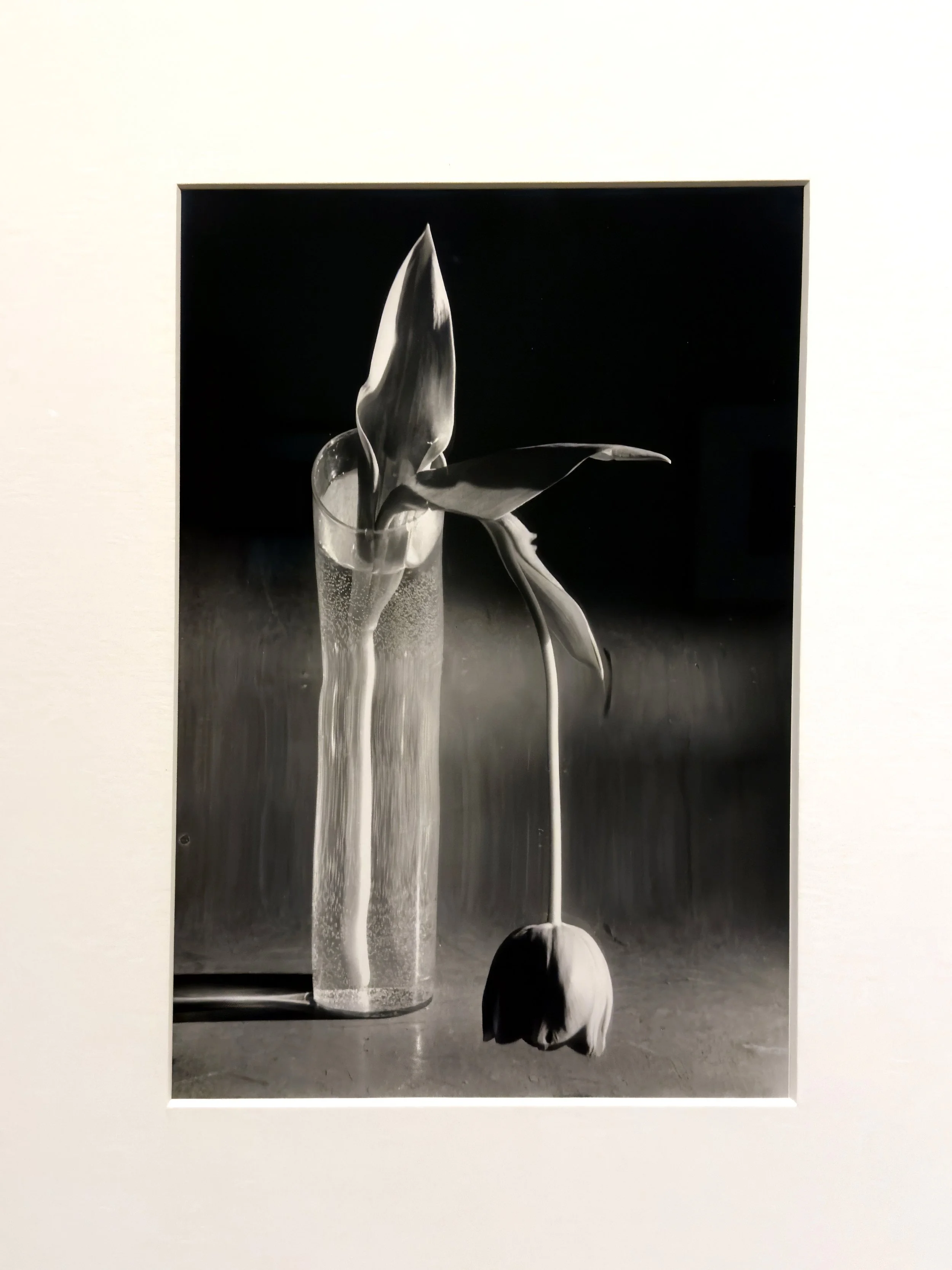 05_IMG_6724_Andre Kertes_Melancholic Tulip-1939_REV2.jpg