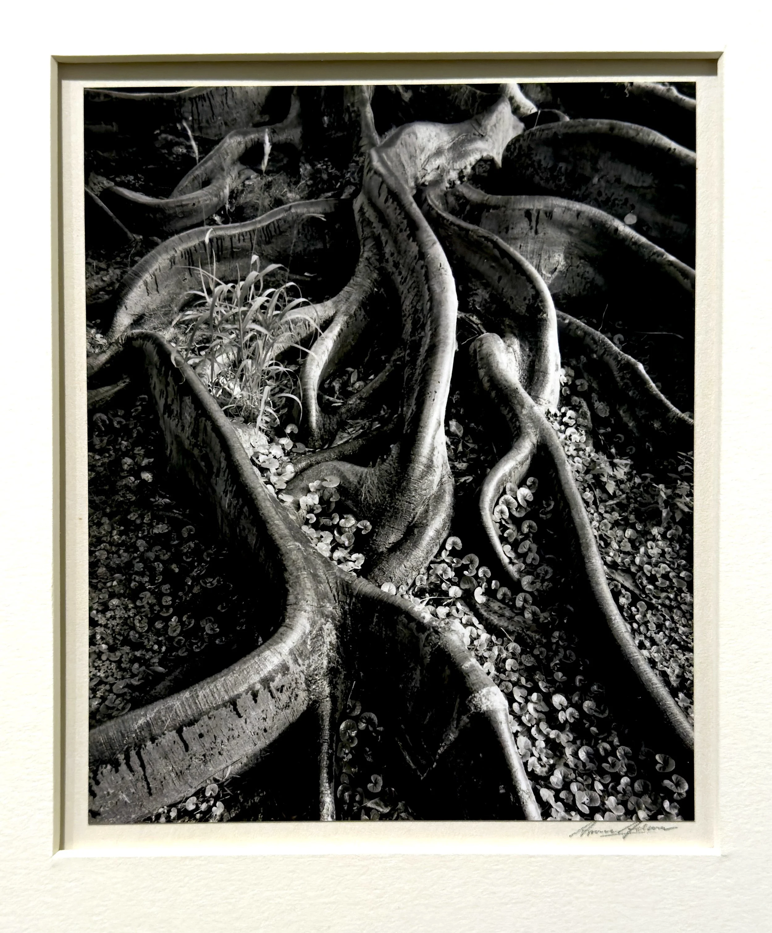 09_IMG_6708_Ansel Adams_Roots-Foster Garden HI-1948_REV-crp.jpg