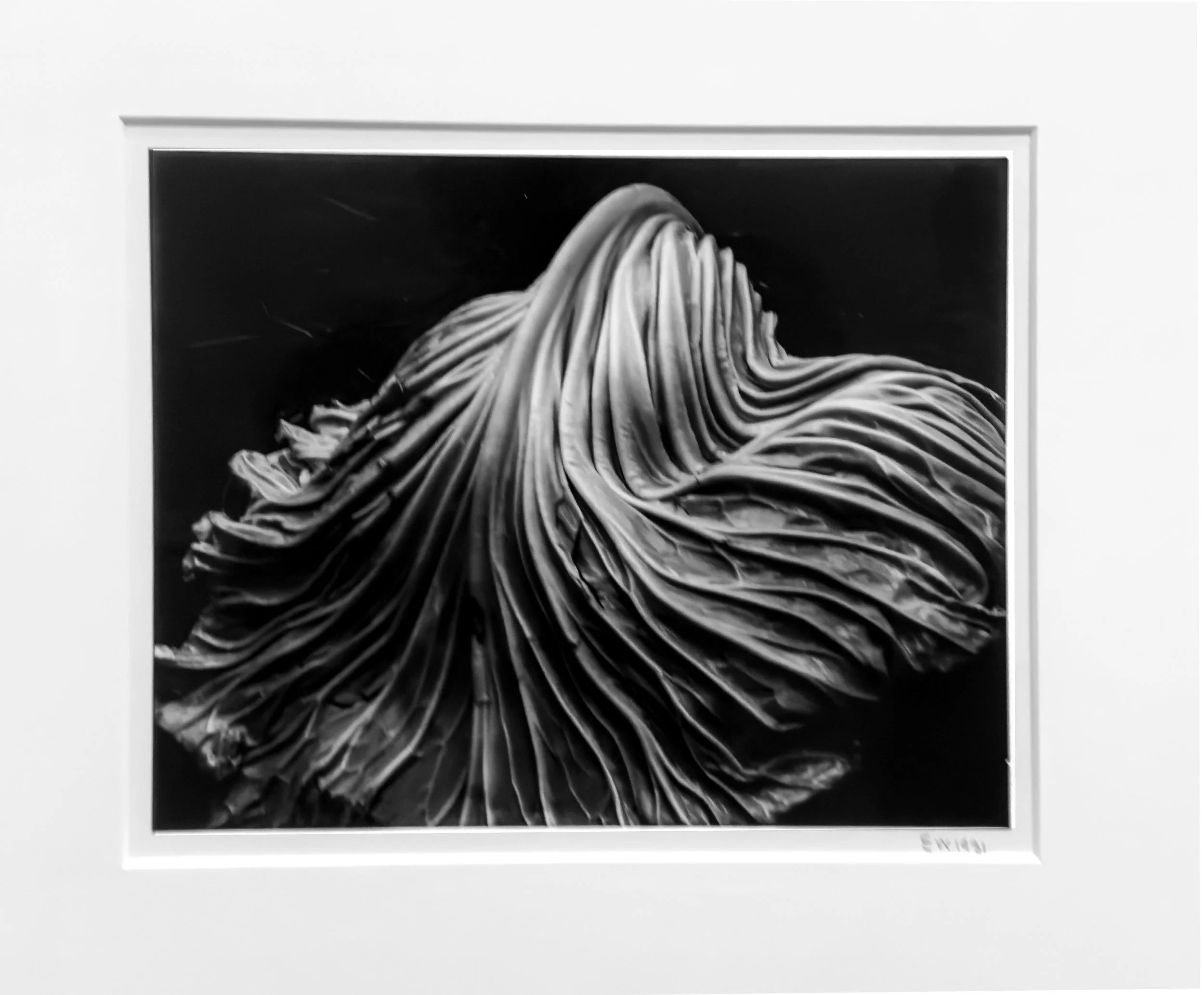 17_IMG_6718._Edward Weston_Cabbage Leaf-1931-1951 _REV.jpg