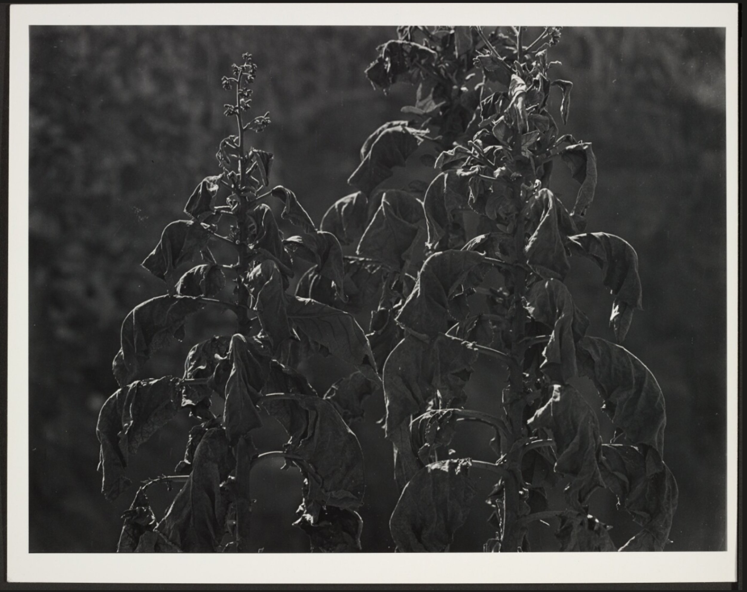 19_IMG_6730_Getty Museum Collection Planta Cimarrona_Alvarez Bravo 1960 .jpg