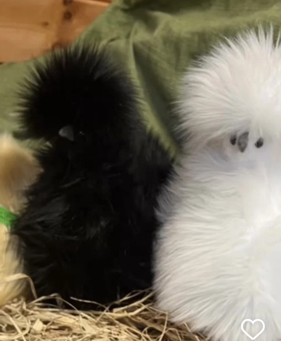 62BBA9CA-F2F8-4F4E-A122-1CF8782D339B