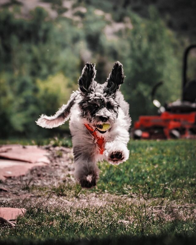 Ears up ✔️
﻿Tail ✔️
﻿Nose ✔️
﻿LIFT OFF !!!!!
﻿