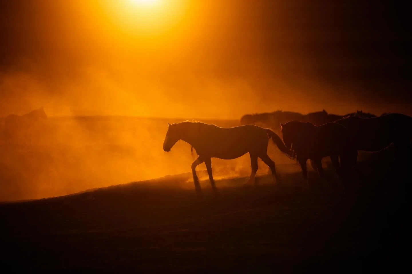 Catching the wild horses kicking up the dusty sunset with @pictureline and @sonyalpha the other day did not disappoint.