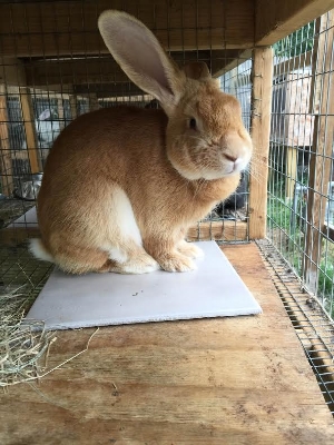 flemish giant cage size