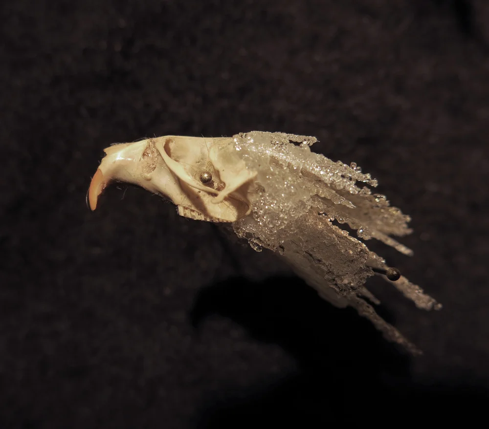 mouse+skull+nash.jpg
