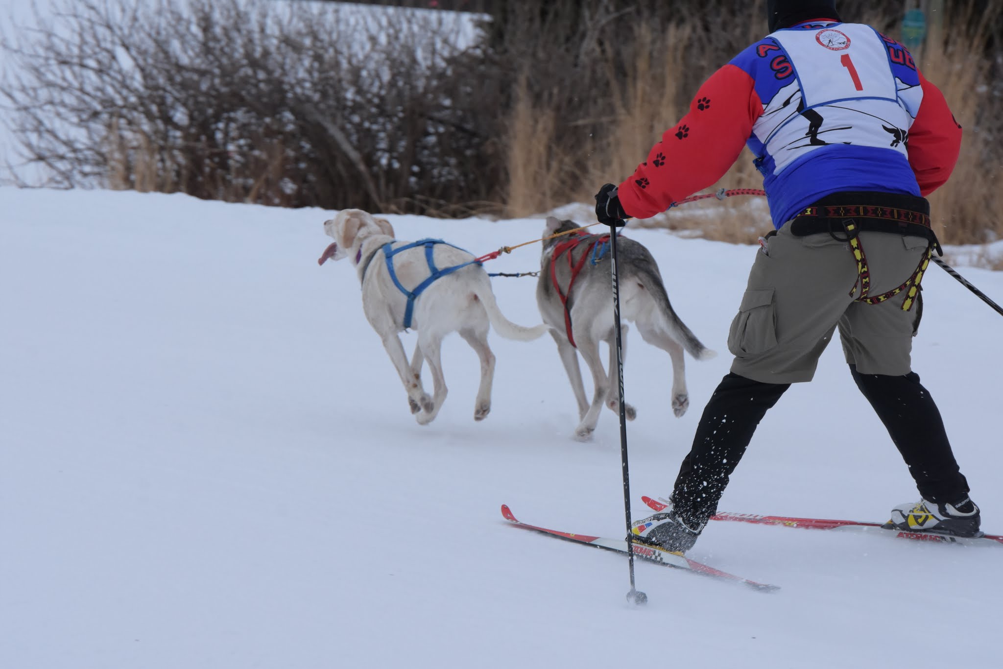 Mike Malvick with Taos and Hazel