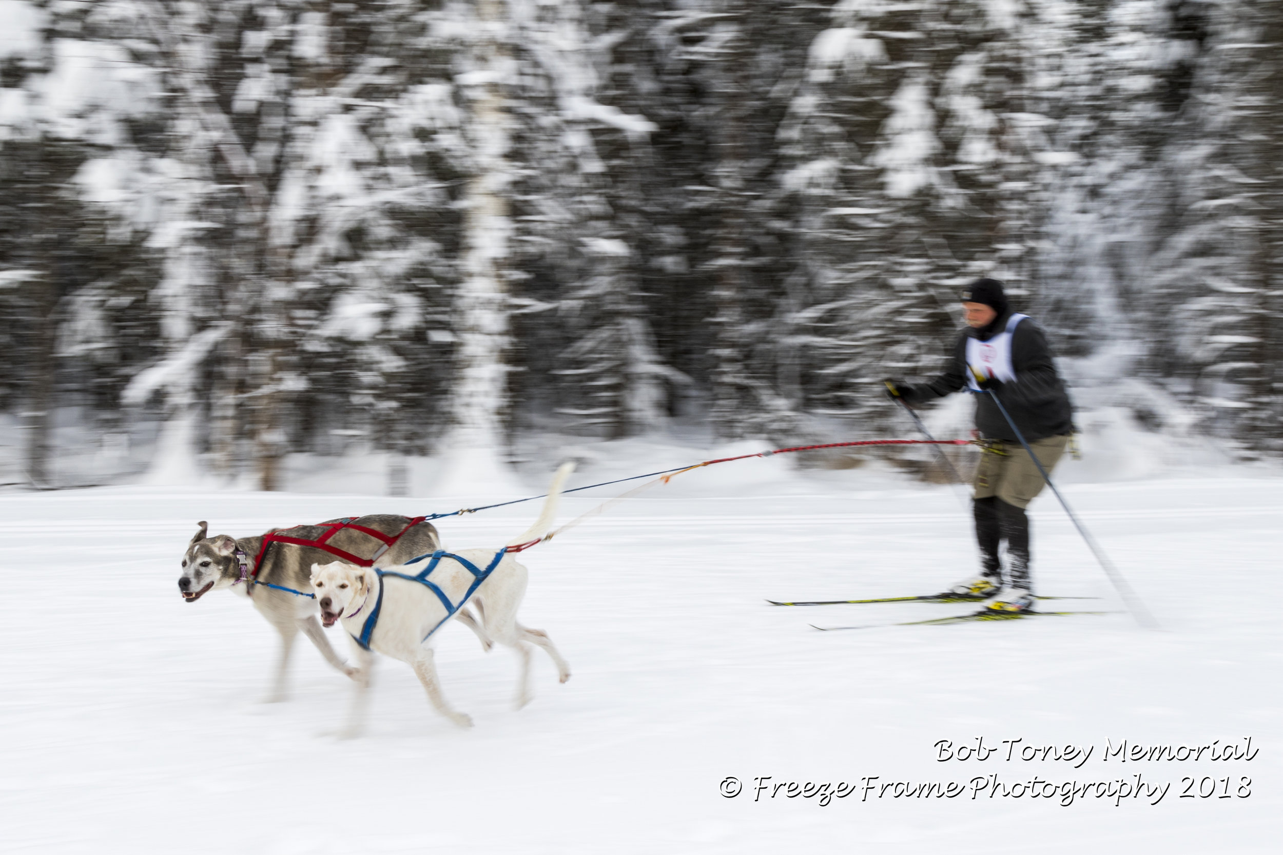 Seond Place 2 Dog Mike Malvick with Hazel and Taos