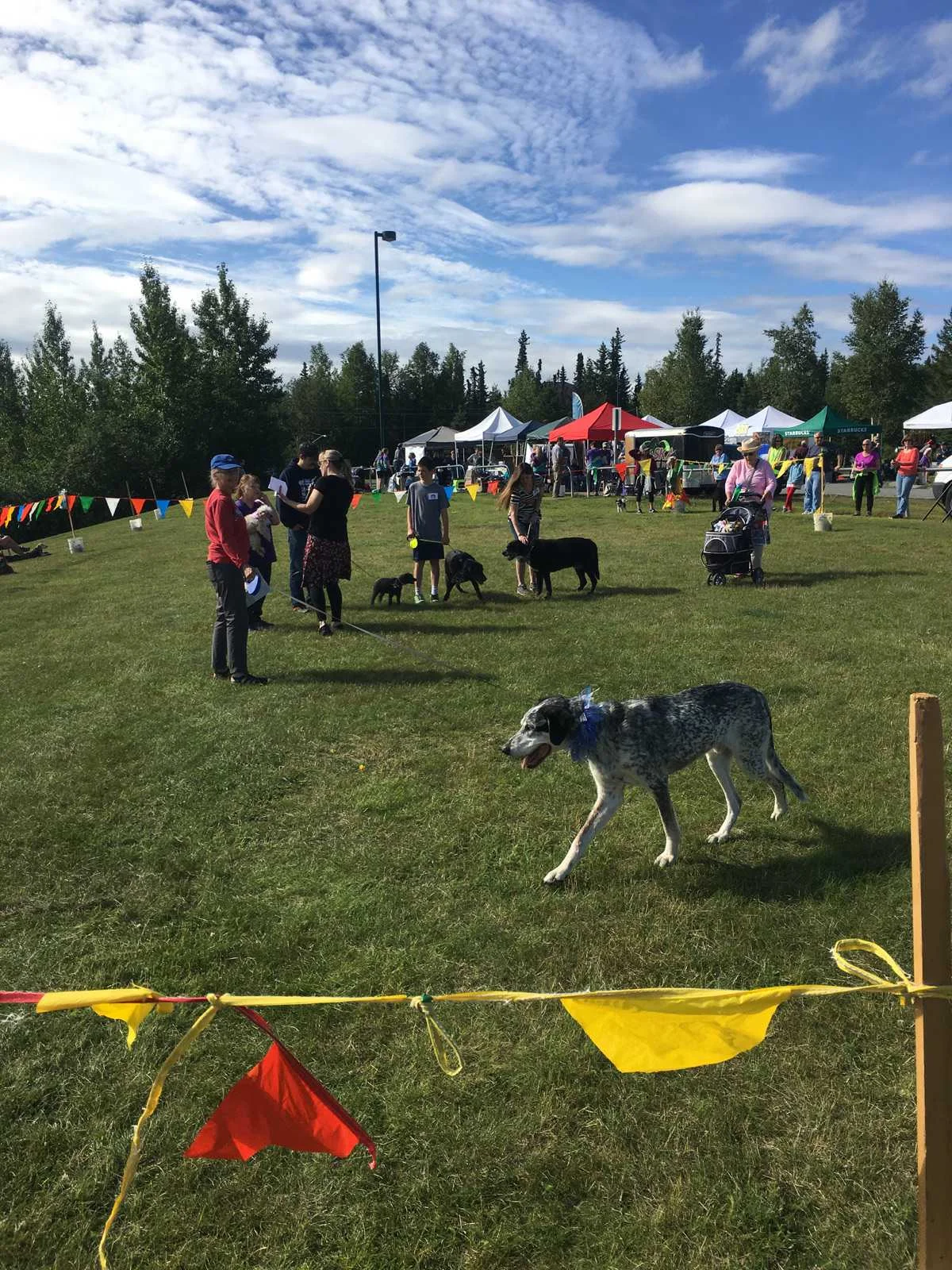 Dog Jog: Attla is the second runner up to the oldest dog at the Dog Jog this year!