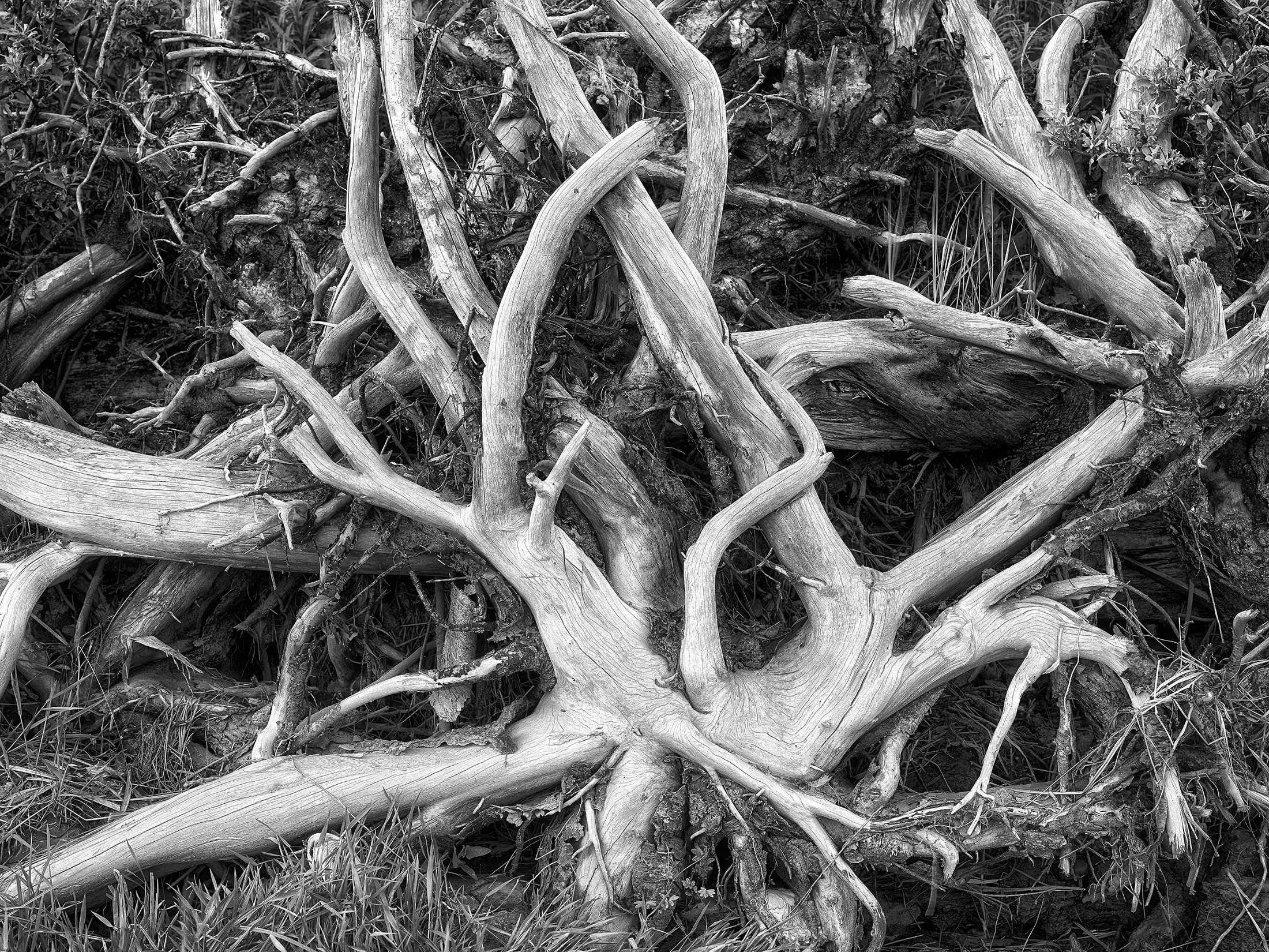 Black and White Concept No. 19.jpg