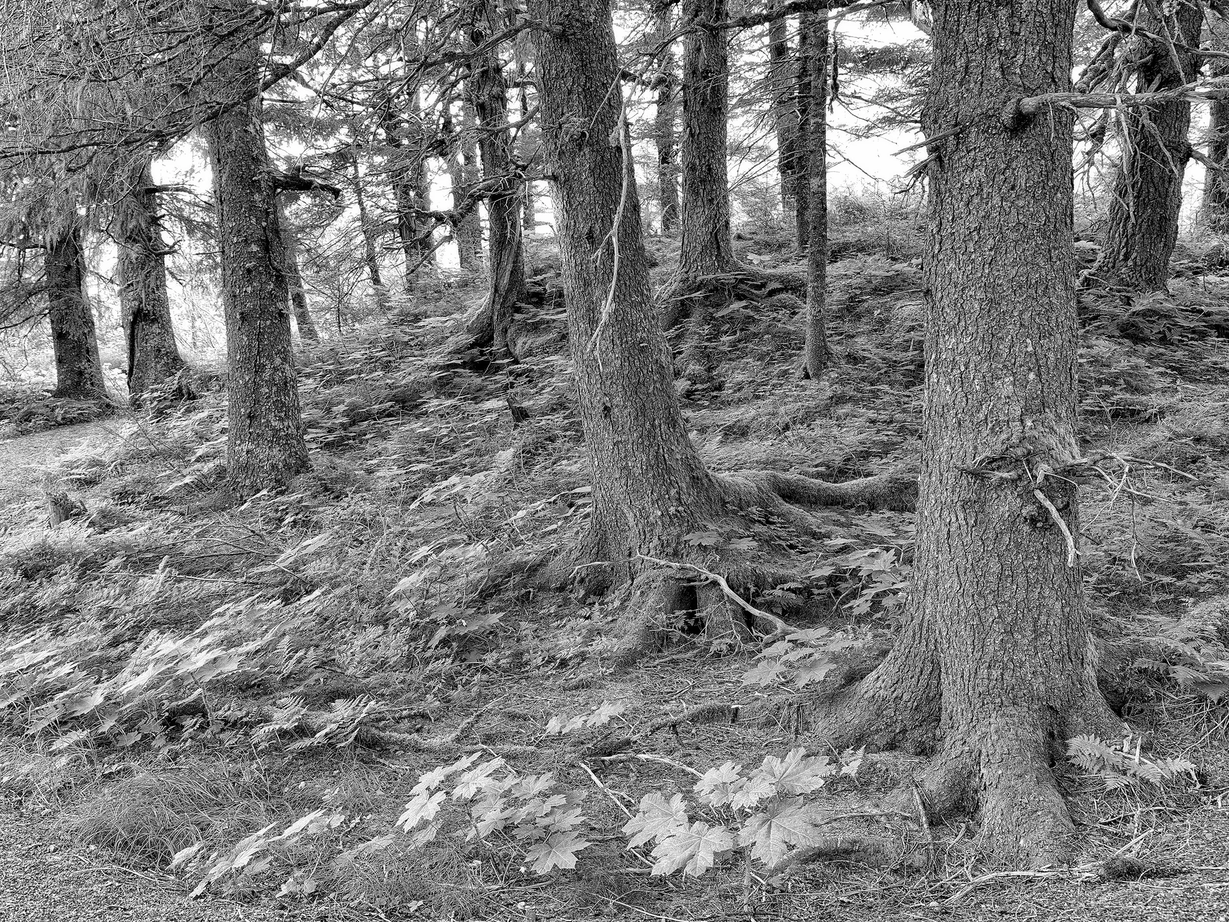 Black and White No. 27.jpg