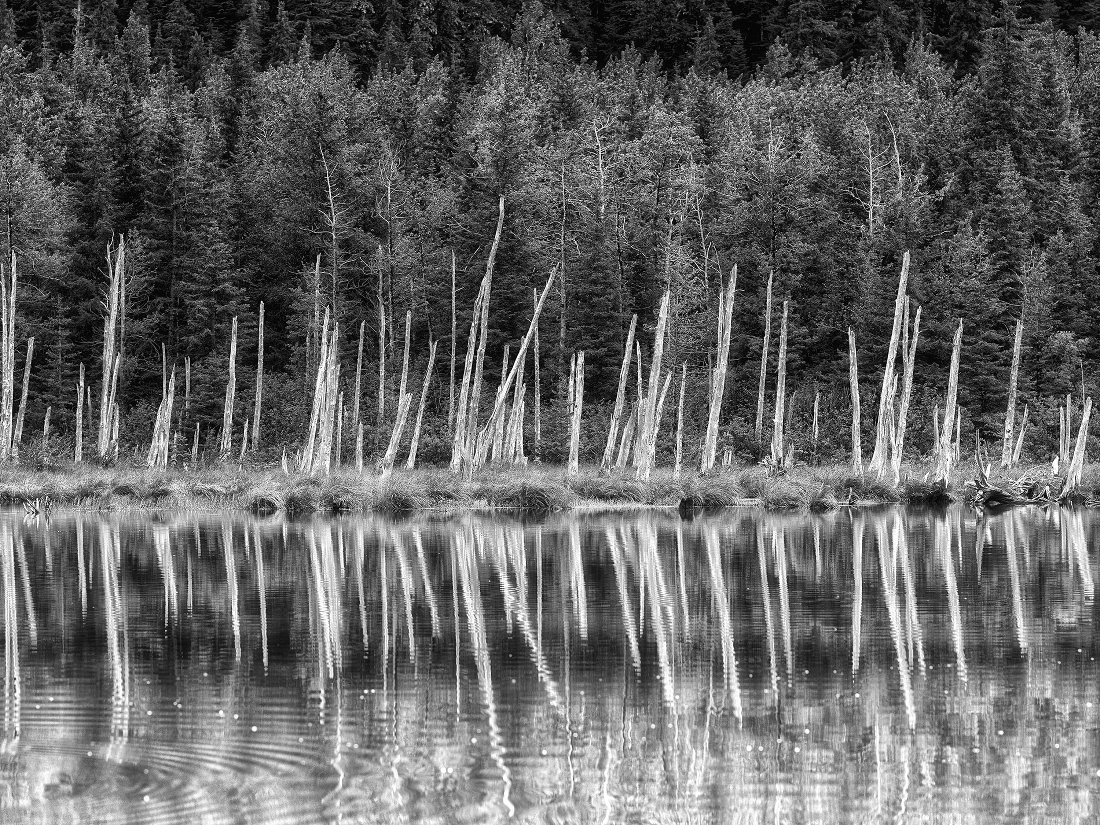 Black and White Concept No. 25.jpg