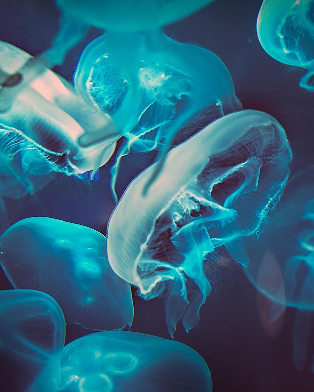 📸@garycastelli

These beautiful jellyfish live at the Baltimore Aquarium.
Help keep the oceans clean for our aquatic friends.

DM's welcomed.
Repost with credit.
_________________________________
Visit the link in my bio to:
&bull;Shop bags, prints 