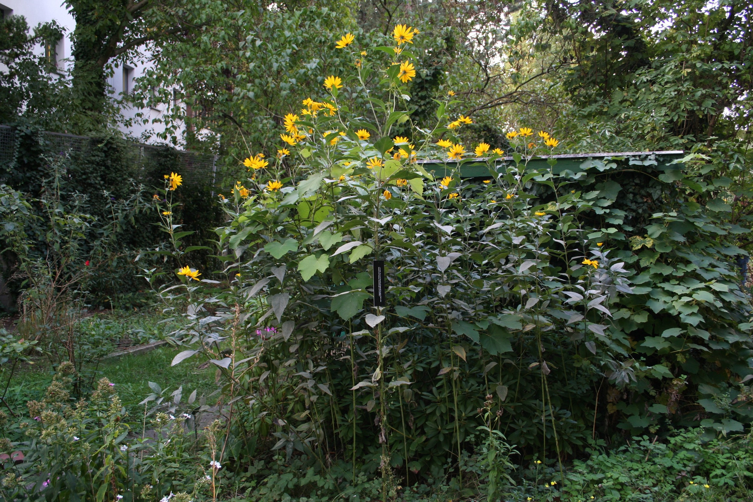 Comments on Our Garden, 2015
