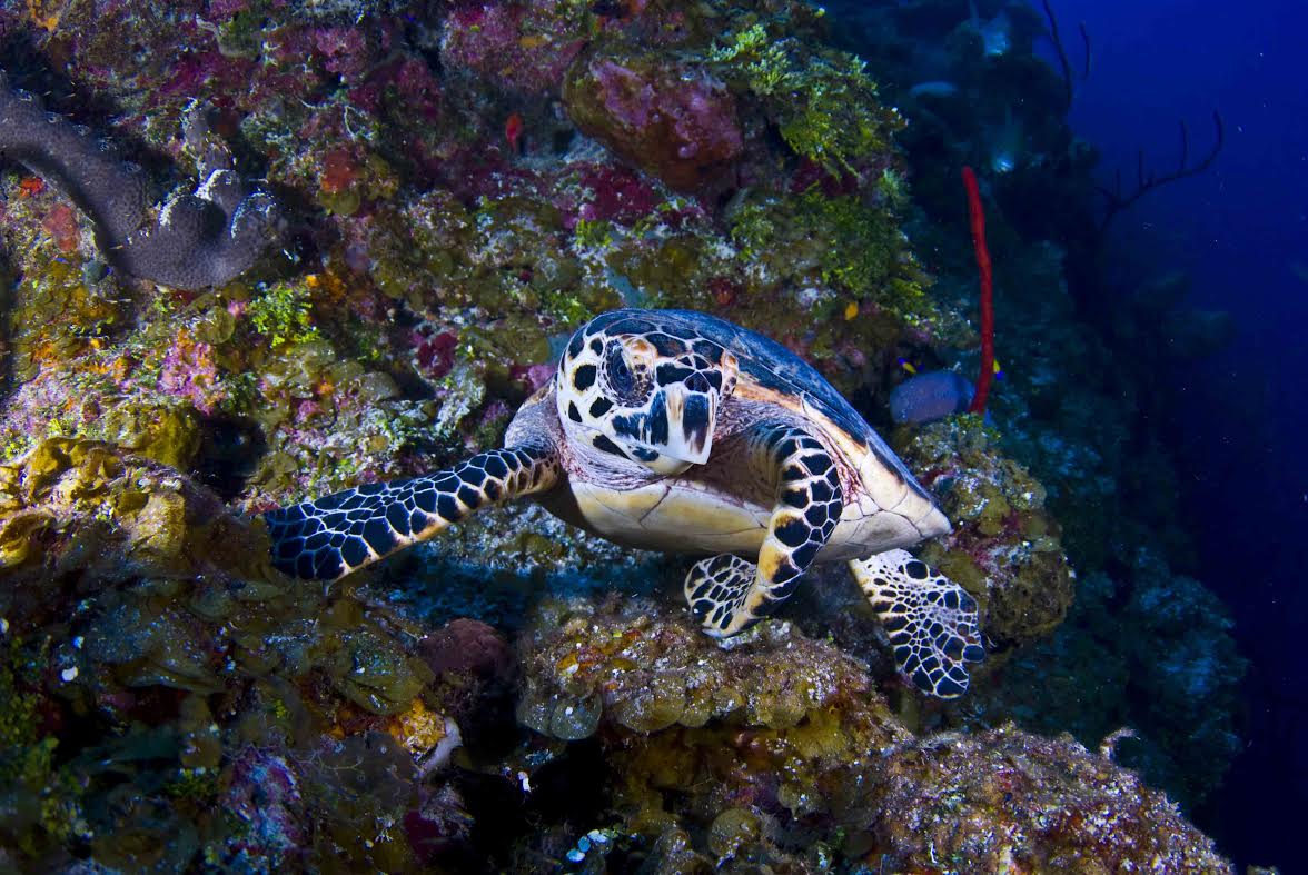 Cayman Turtle