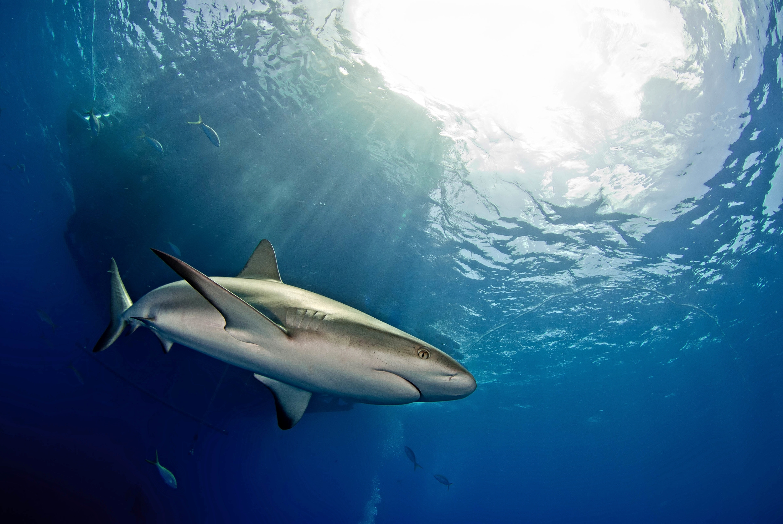 Caribbean Reef Shark beneath boat