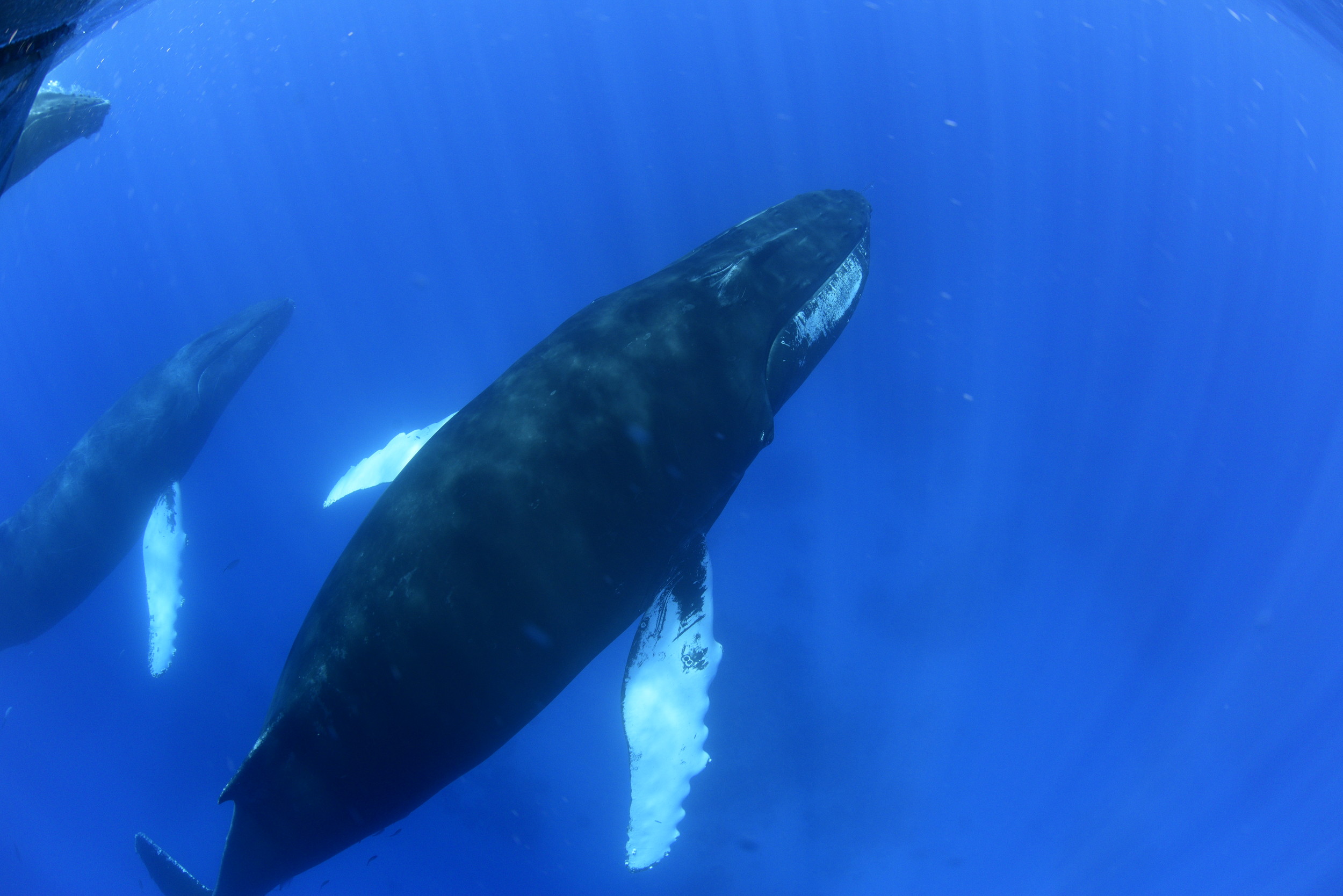 Whales @ Silver Banks