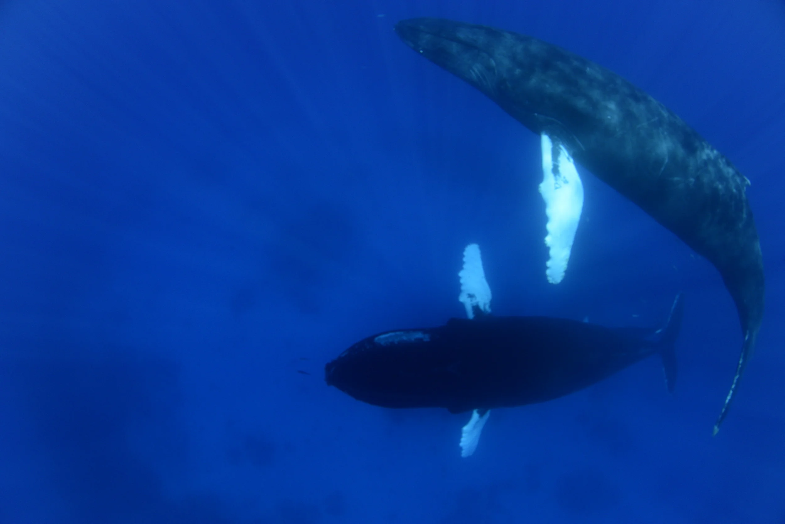 Whales @ Silver Banks