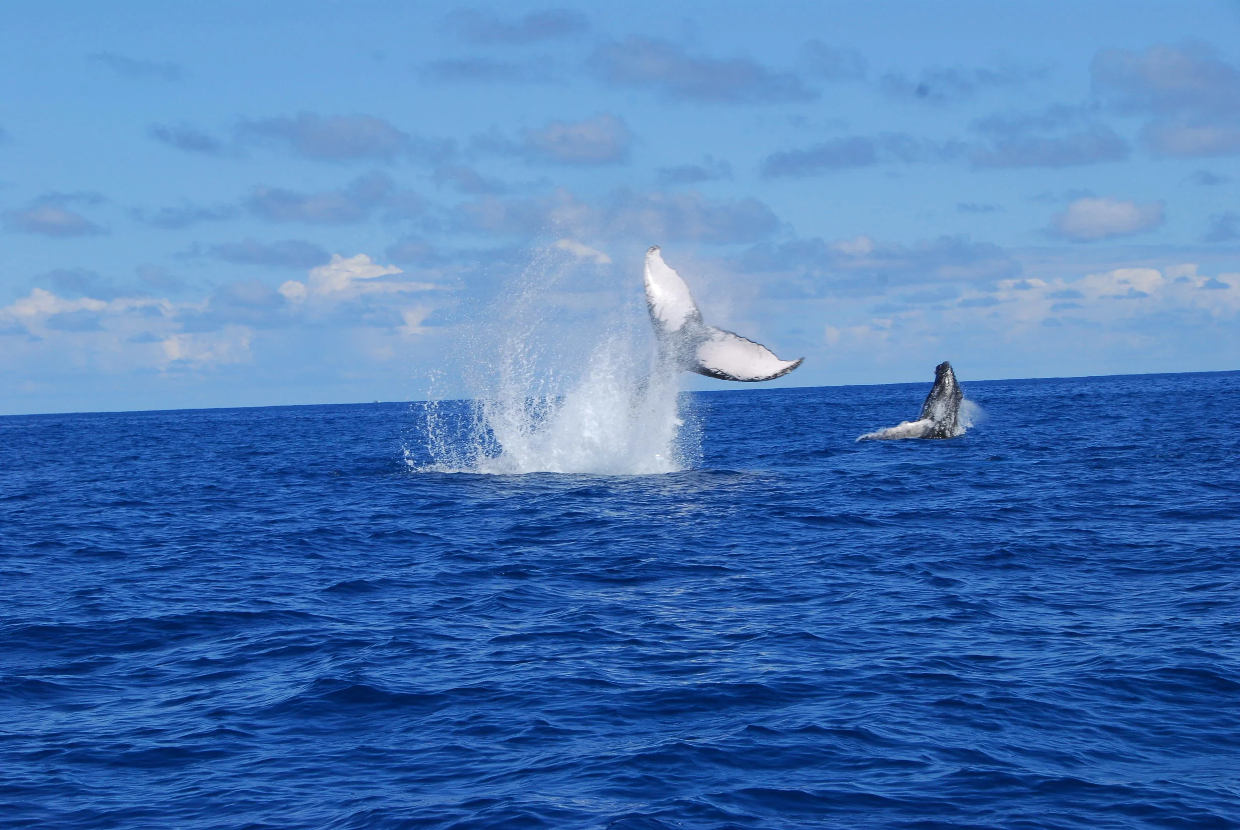 Whales @ Silver Banks