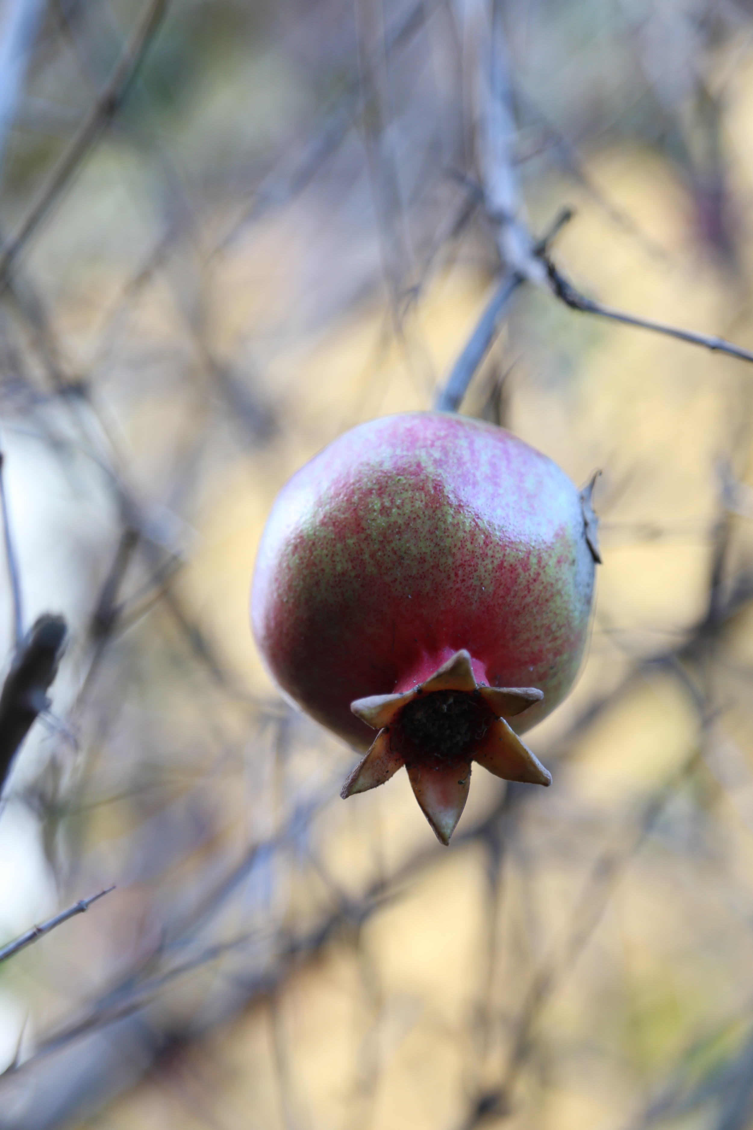 pomegranate tree.JPG