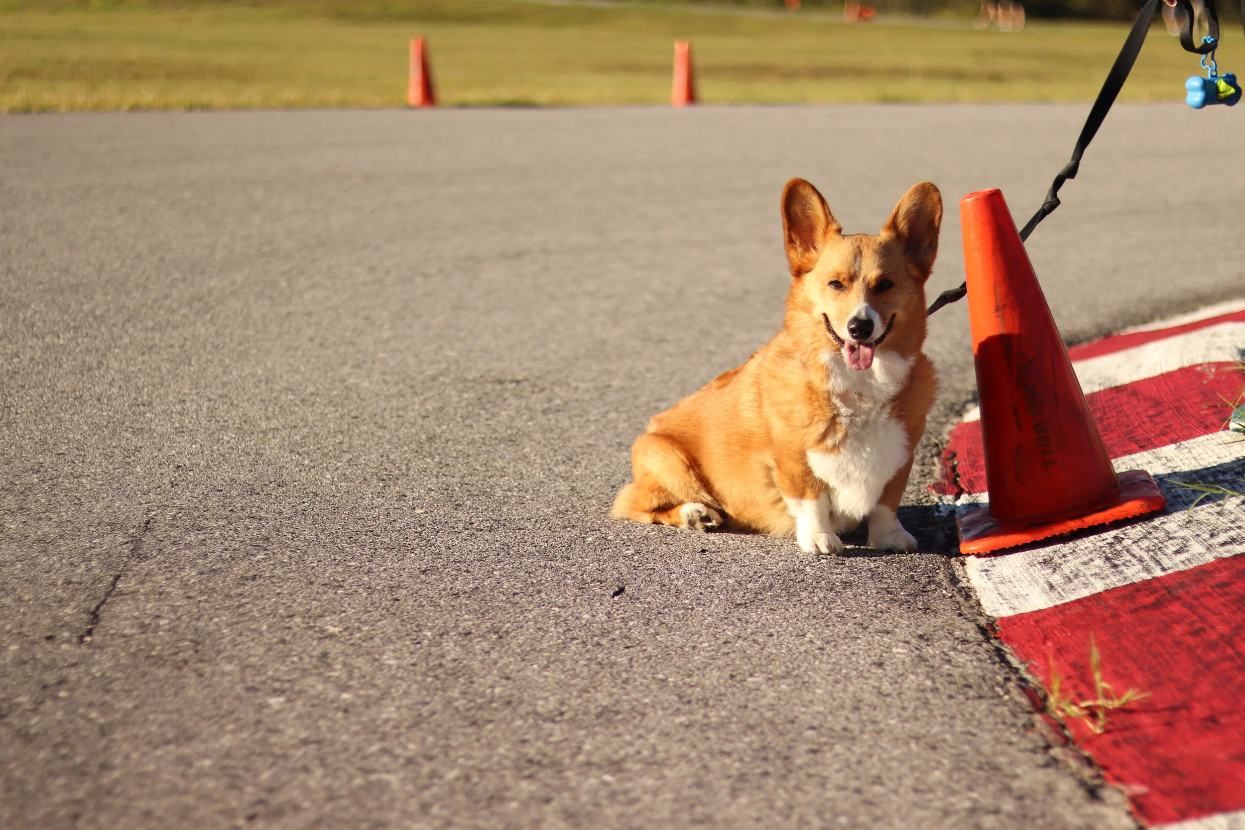 How to Attend Track Days and Autocrosses with your Dog