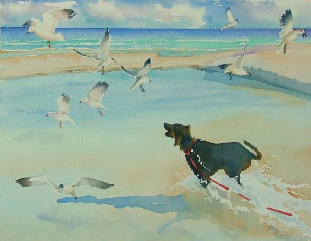 Asti Chasing Gulls
