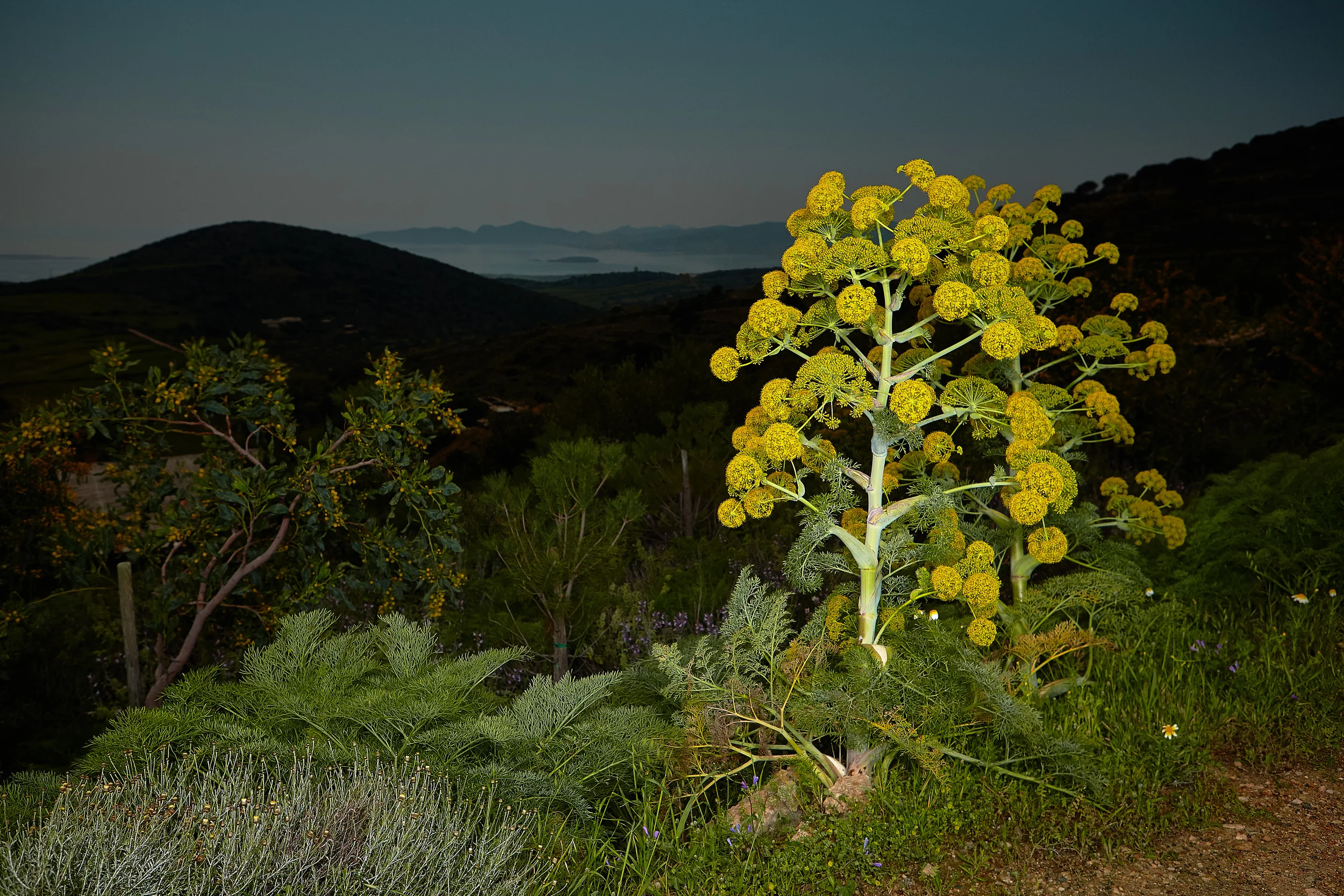 Paros Plant night no lights1.jpg