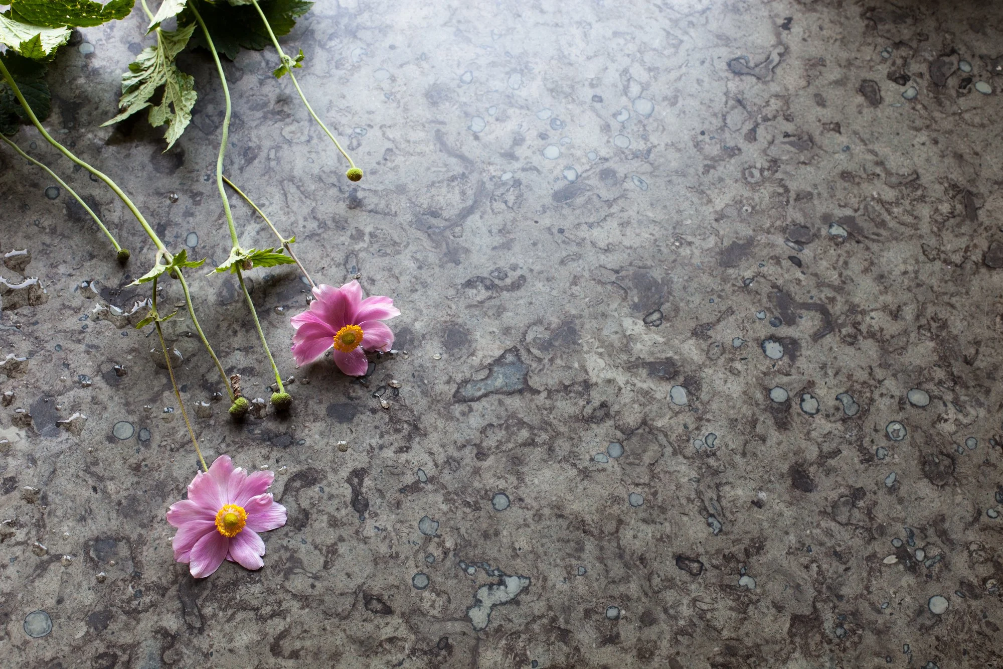 Närbild på stenskiva med rosa blommor
