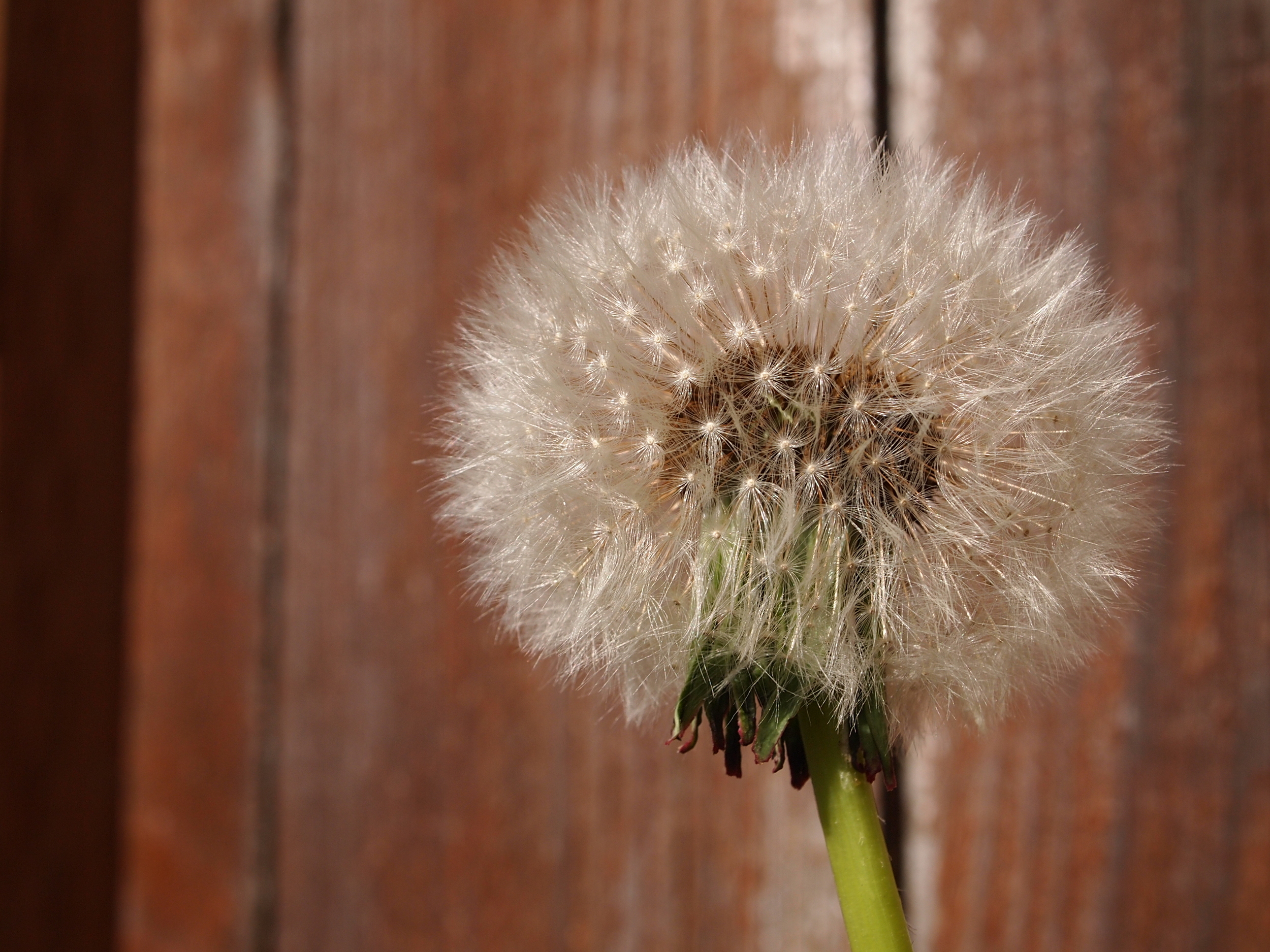 A picture of a dandelion, representing freedom from anxiety and stress