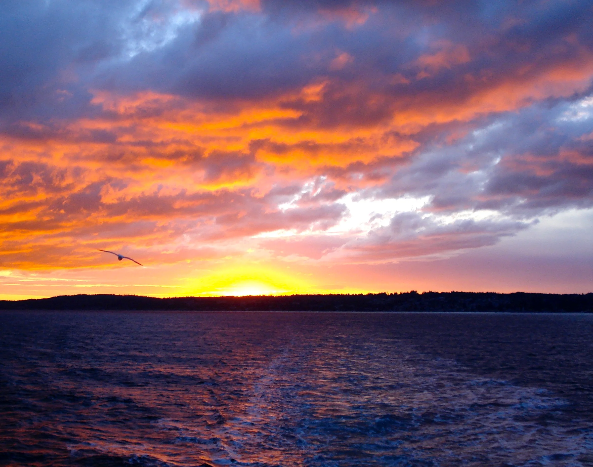 A photo of a bird flying above a sunrise, representing the beginning of the journey for associate level social workers