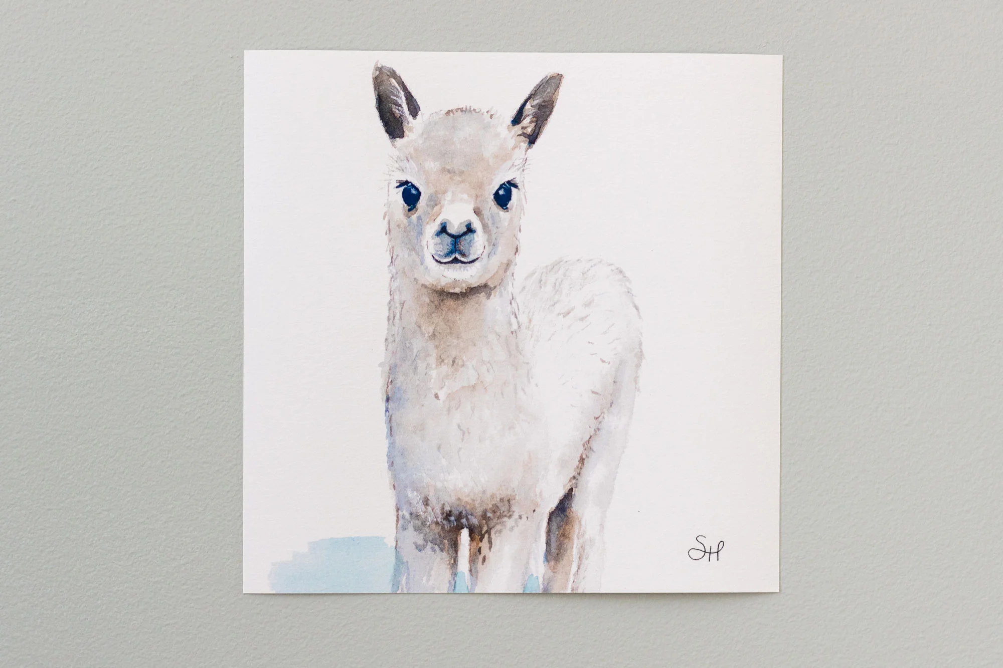 Llama.jpg