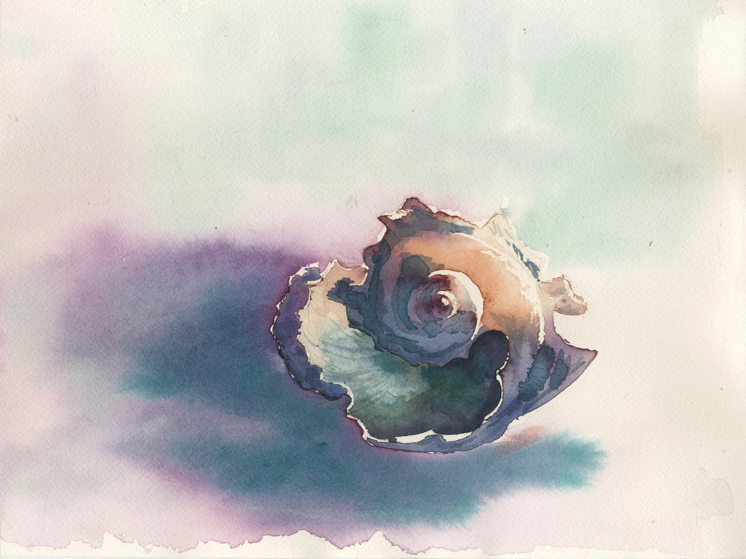 shell 5.jpg