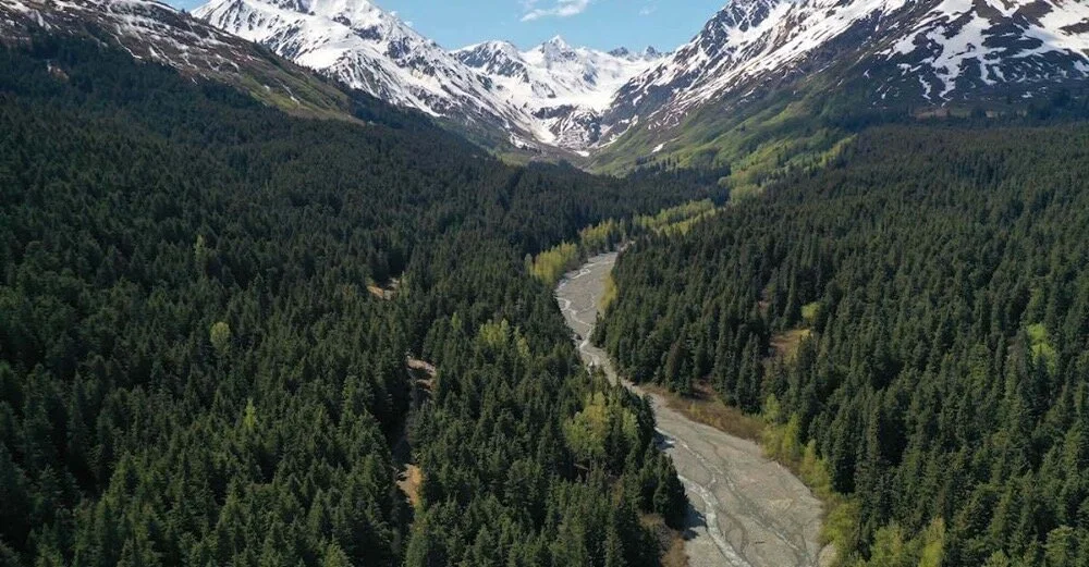 Conservationists challenge major old-growth timber sale in Haines State Forest a second time