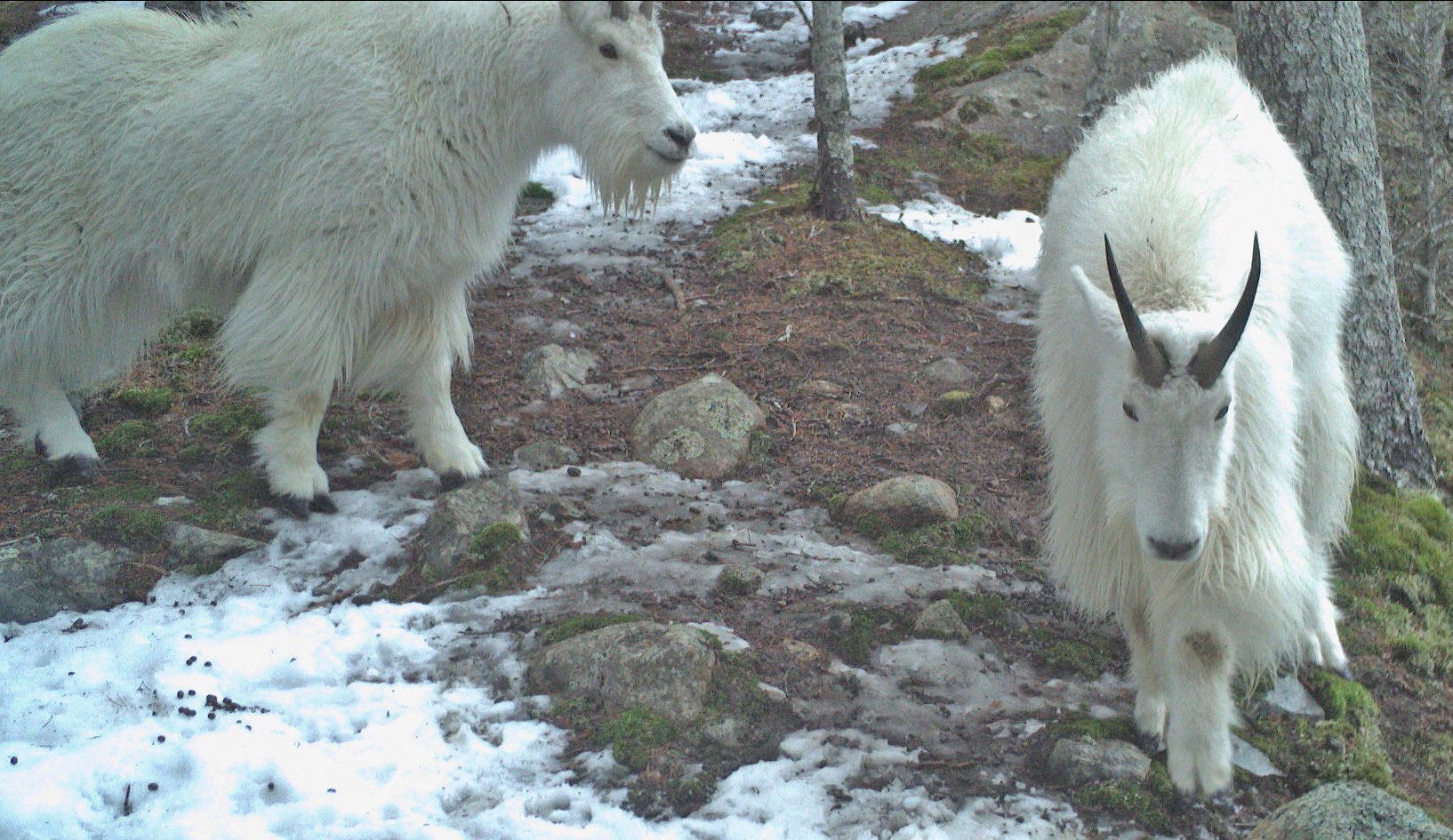 mtn goat_social interaction_7 mile canyon_2021_0116.jpg