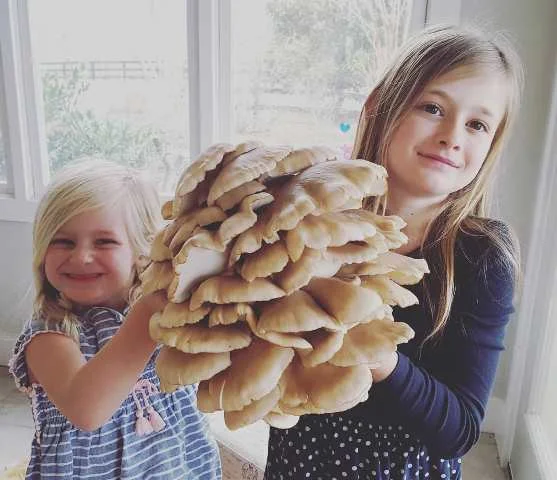 Local Green Mountain Oyster Mushroom
