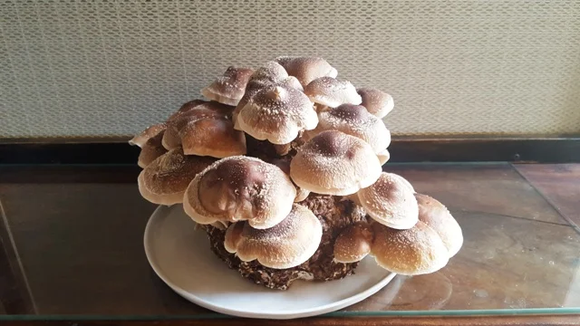 Shiitake Mushroom Block