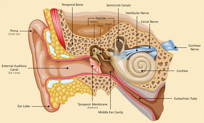 Please note that all anatomical drawings are artistic representations of what might be. They are to be helpful guides, not fact. Image Original Source .