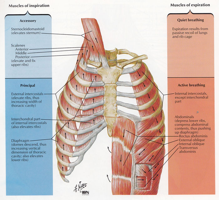 Original Art by the amazing Frank H. Netter, M.D. This image is Plate 191 from the Atlas of Human Anatomy, Third Edition .